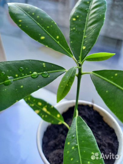 Кодиеум кротон