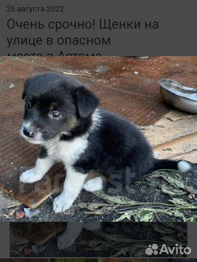 Щенки дворняжки