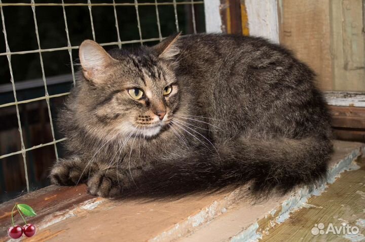 Кошка в добрые руки