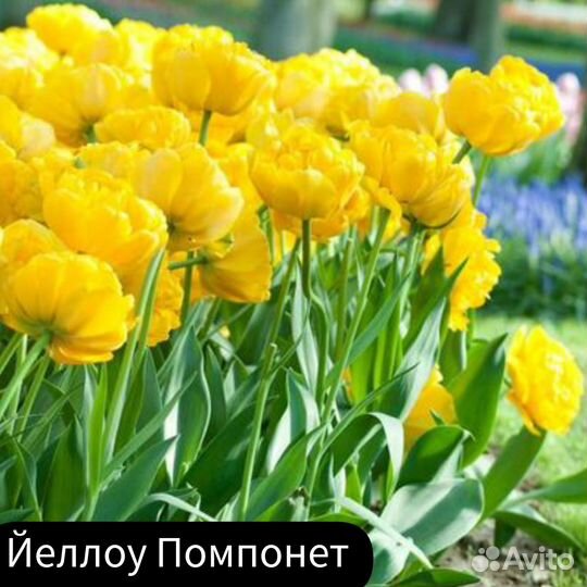 Тюльпан Йеллоу Помпонет (3 шт)