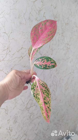 Аглаонема тайская