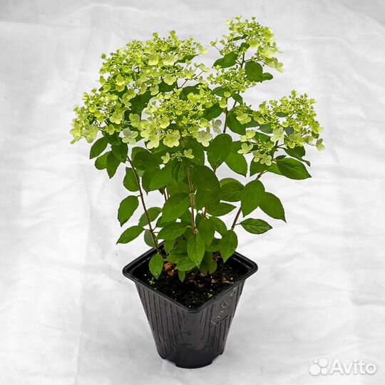 Гортензия от производителя, 56 сортов 1-4 года