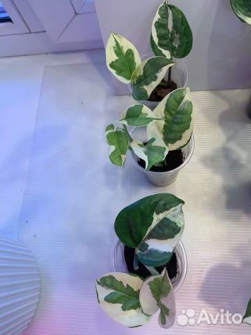 Сциндапсус: Энджой,Пиктус,Марбл Эппл; Спатифиллум