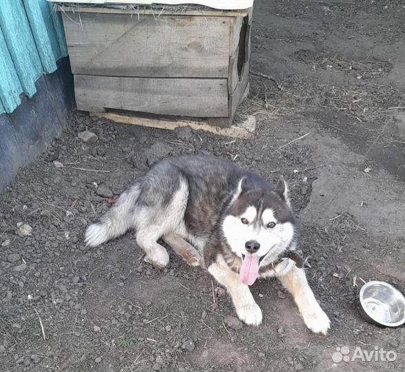 Отдам хаски в хорошие руки
