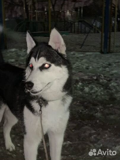 Щенки сибирской хаски