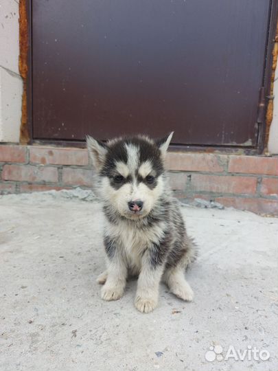 Щенки сибирской хаски