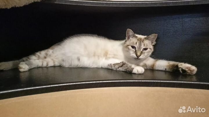 Котенок кошечка