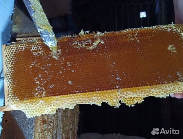 Мед 2024 года из Алтая опт