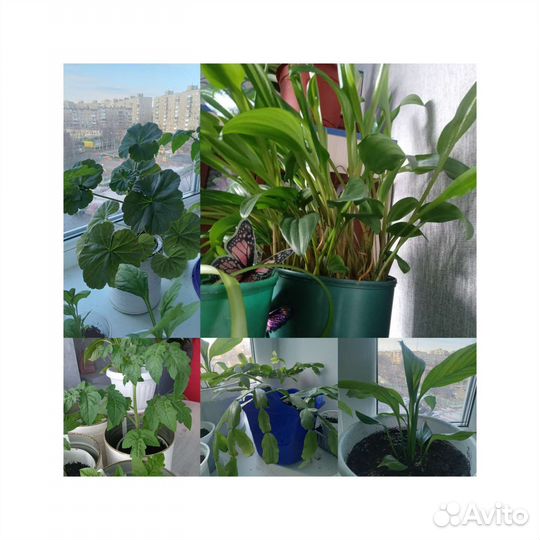 Рассада и комнатные цветы