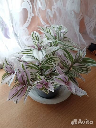 Традесканция