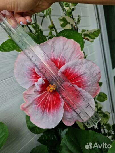 Сортовые гибискусы, 3 сорта, срез черенки