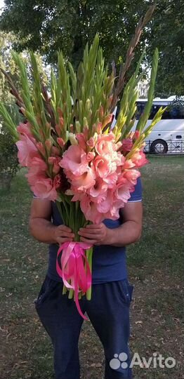 Букет гигант из 35 гладиолусов