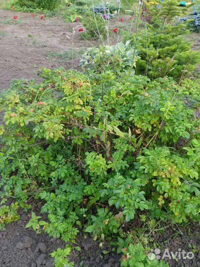 Шиповник розовый