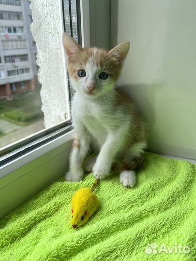 Бело-рыжий Фунтик