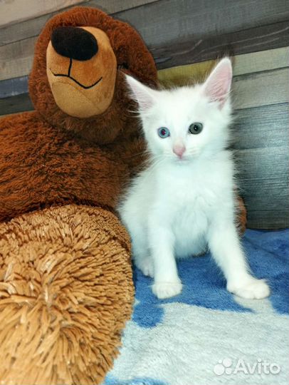 Котятки 2 месяца ищут домик и любящих хозяев