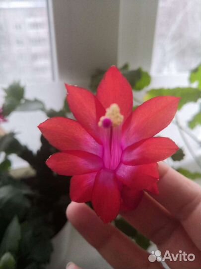 Шлюмберга.Гиппеаструм. Хойя