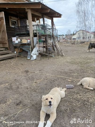 Щенки сао алабай