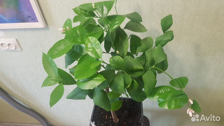 Китайский Лимон (Мейера). Цветы дома