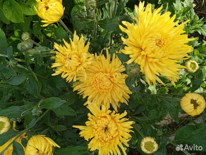 Хризантемы, лилии