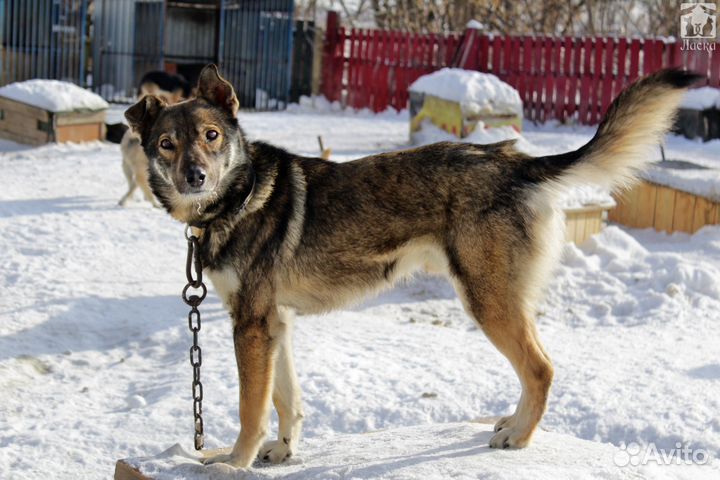 Лазер в добрые руки