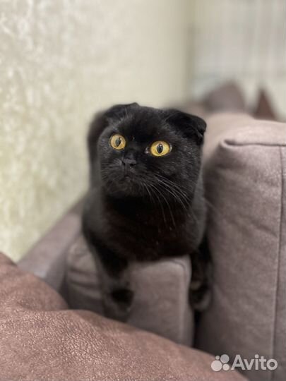 Отдам шотландскую кошку