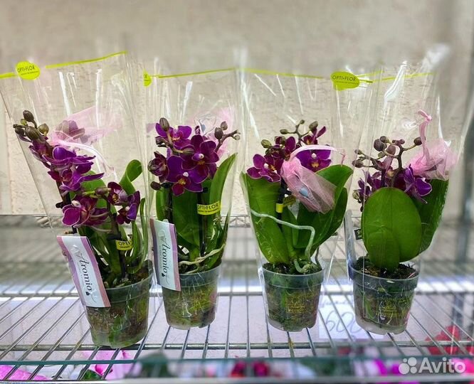 Мини орхидеи