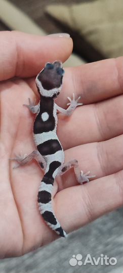 Ящерица эублефар