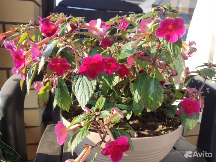 Ризомы Ахименесов