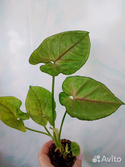 Сингониум 5