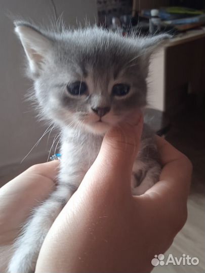 Котята