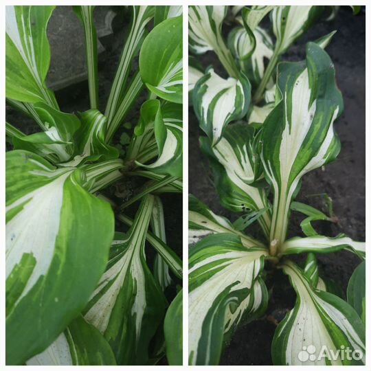 Хосты и декоративные