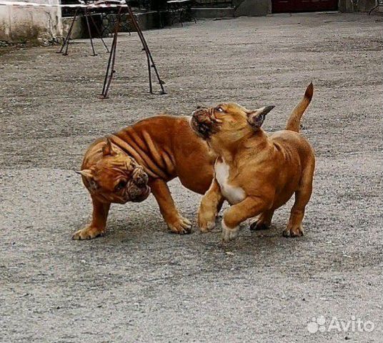 Уход за животными