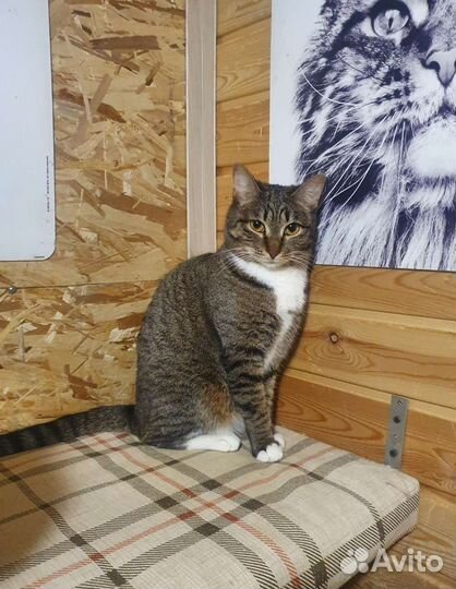 Кошка Зайка