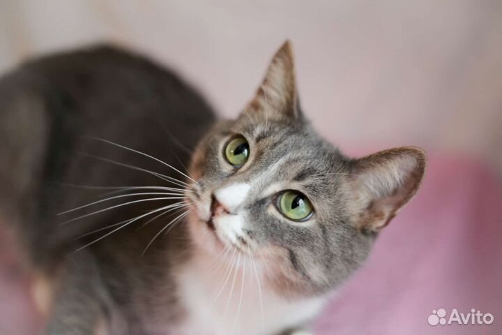 Котик молоденький Митя мальчик, 1 год
