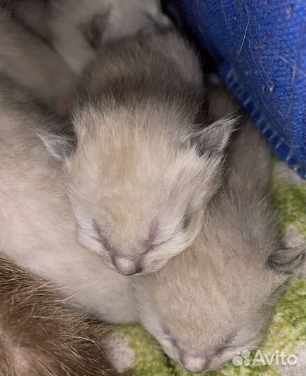 Котята сиамские