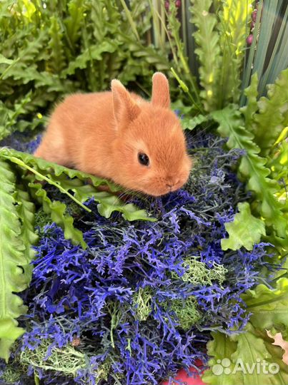 Кролики ручные ласковые