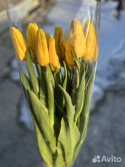 Тюльпаны 60