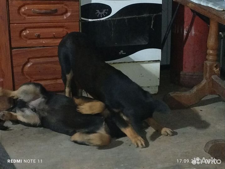 Отдам бесплатно