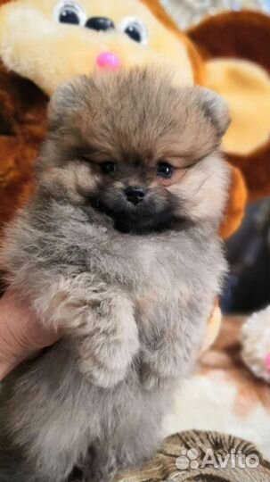 Померанский шпиц