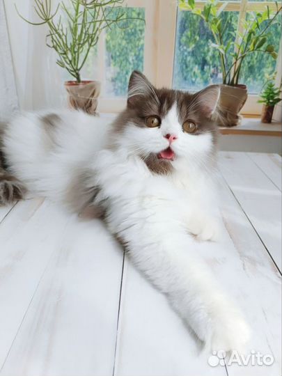 Кот Маршал 4 мес