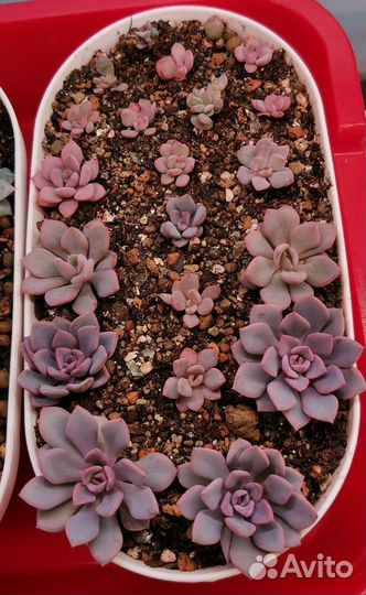 Суккуленты эхеверия, комнатные цветы, Часть 2
