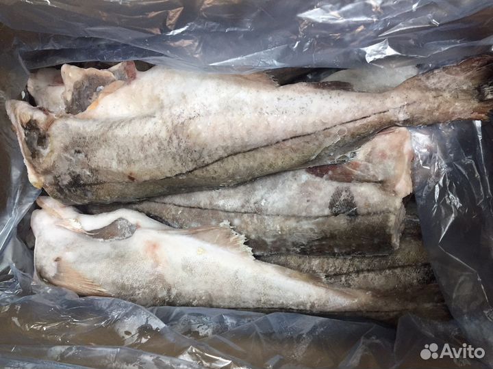Горбуша, кета, кижуч, форель, молоки лососевых