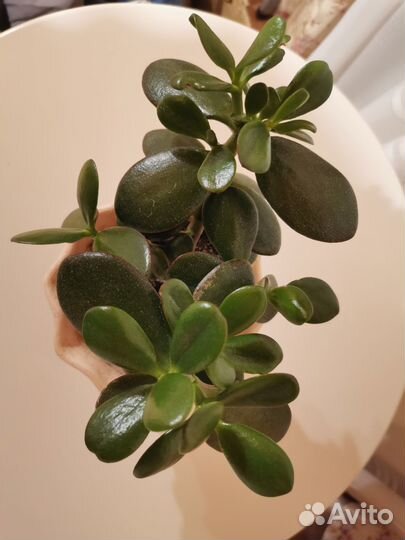 Денежное дерево толстянка