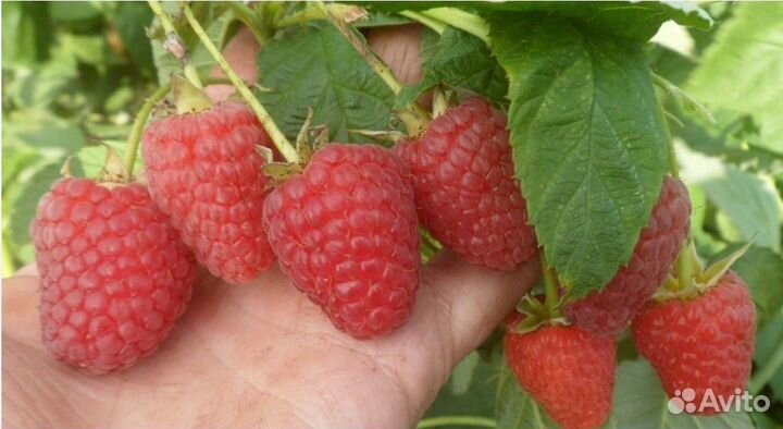 Малина сорт Дельнива, Маравила