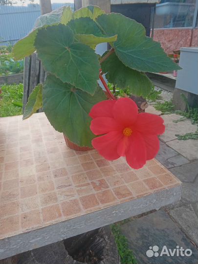 Комнатные цветы