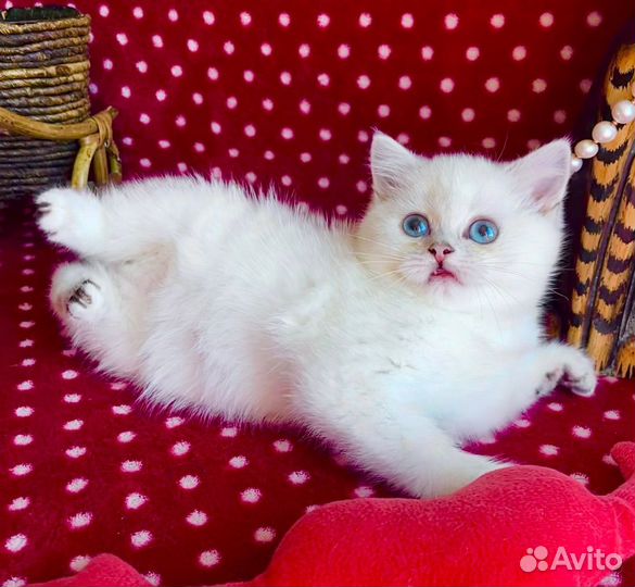 Мягкая плюшечка с голубыми глазками)