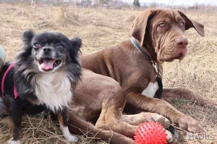 Бандог 7мес