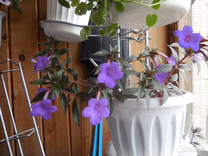 Ризомы ахименесов