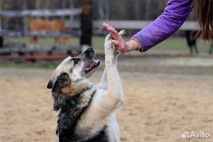 Дрессировка, тренировка, выгул, социализация собак
