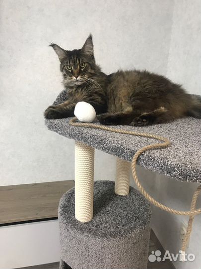 Когтеточка с домиком для мейн-куна «Падишах»